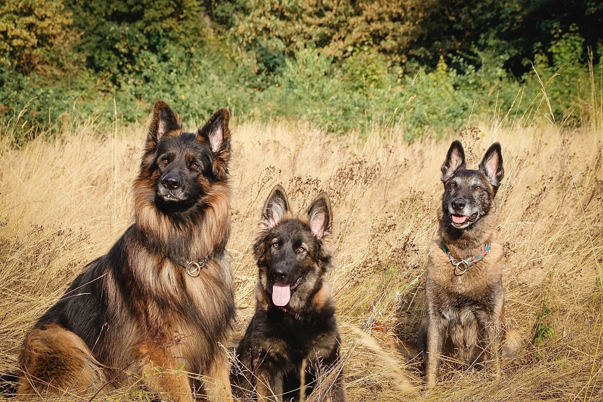 Drei Schäferhunde sitzen aufmerksam nebeneinander im hohen Gras